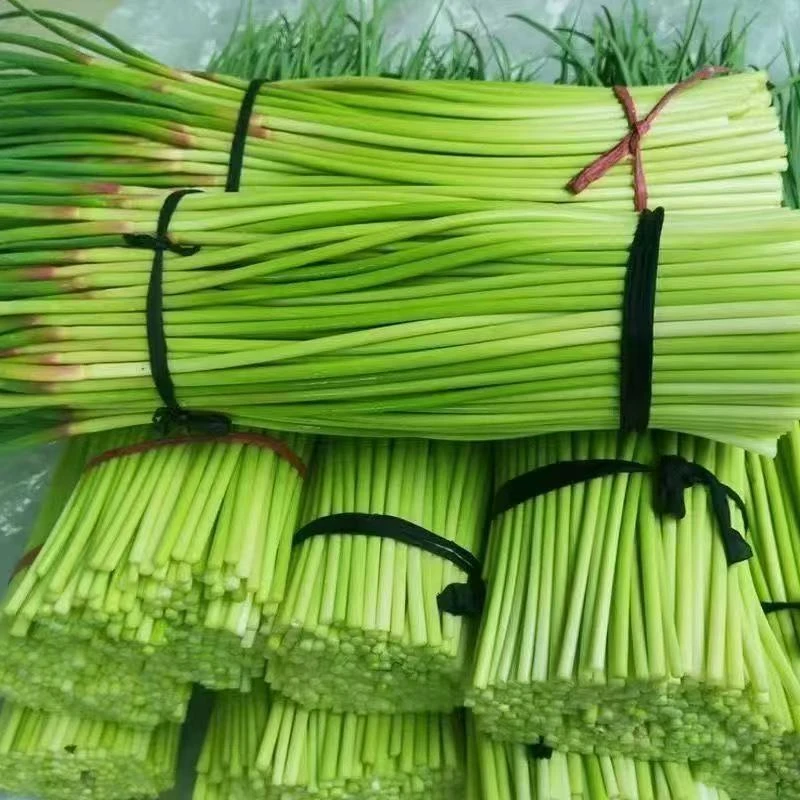 2025蒜苔新鲜现摘蒜苔自种蒜苔新鲜蒜鲜蒜薹当季蒜苔