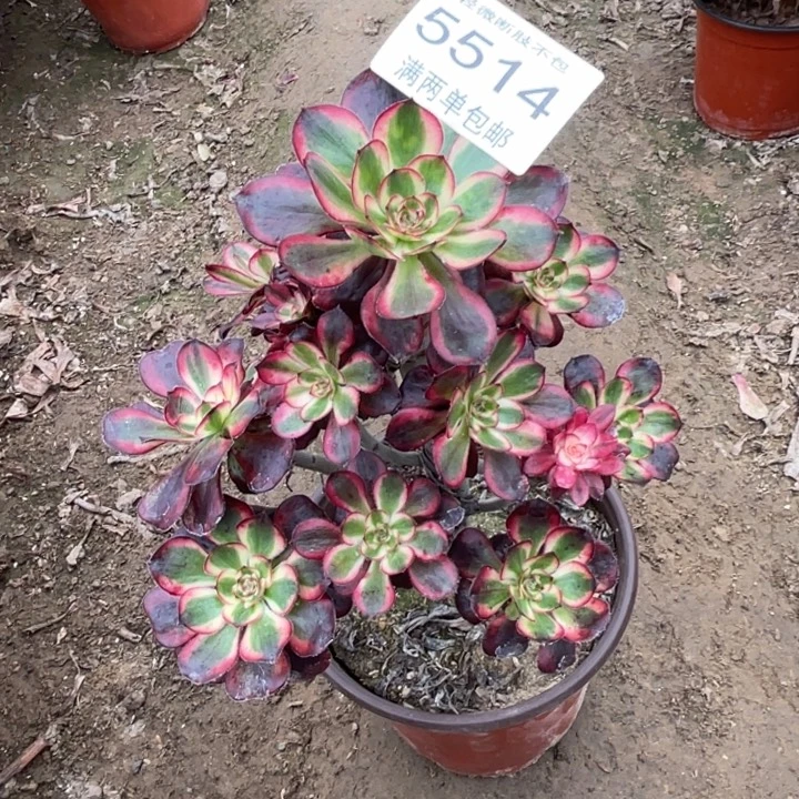 5514香奈的人多肉的