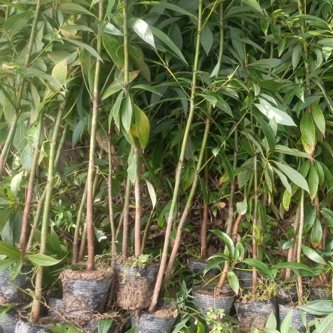 正宗金丝楠木树苗（约1米高，6棵，带泥发货）