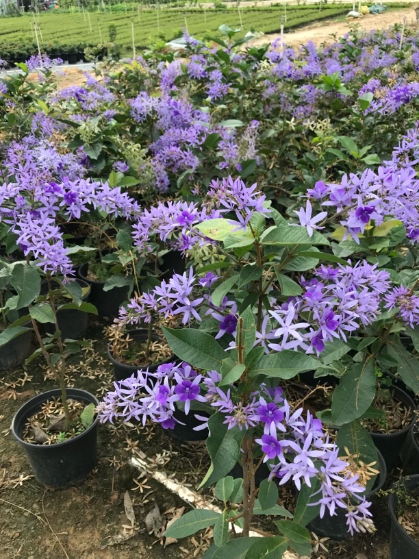 泰国大叶蓝花藤，一物一拍，四季开花，爬藤植物