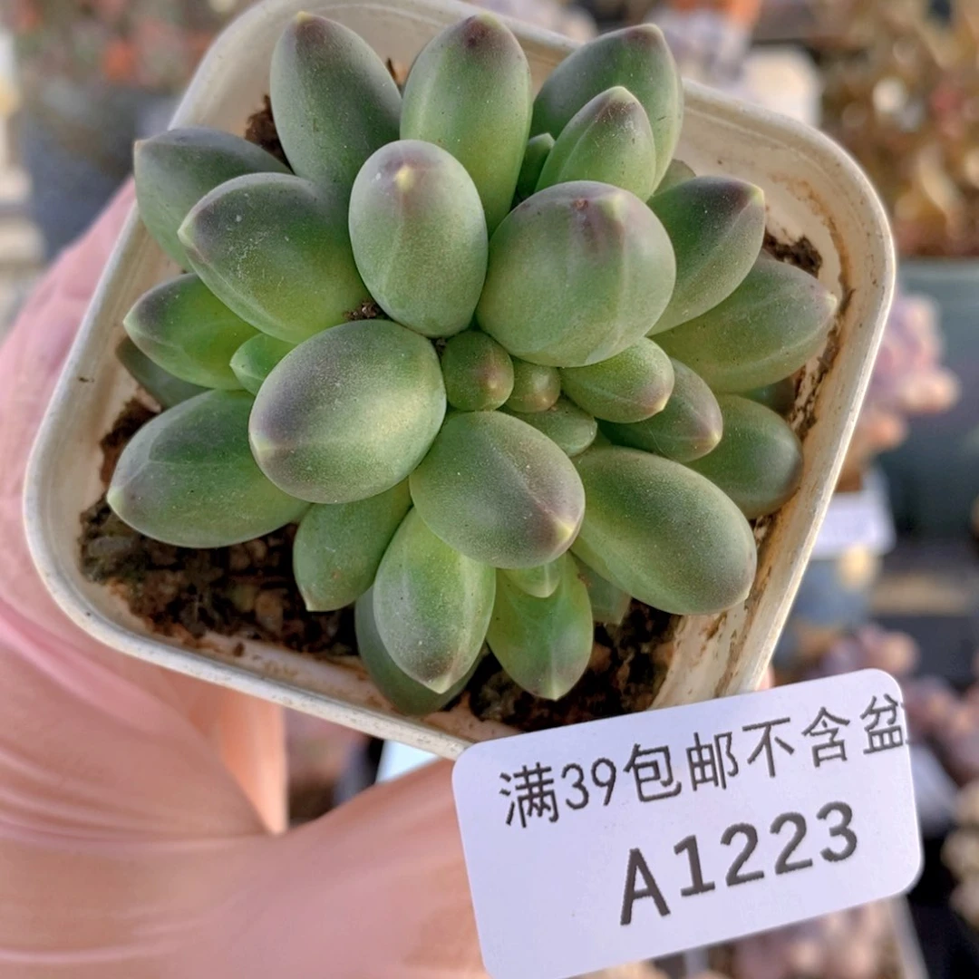 香蕉树缀5cm1223多肉植物
