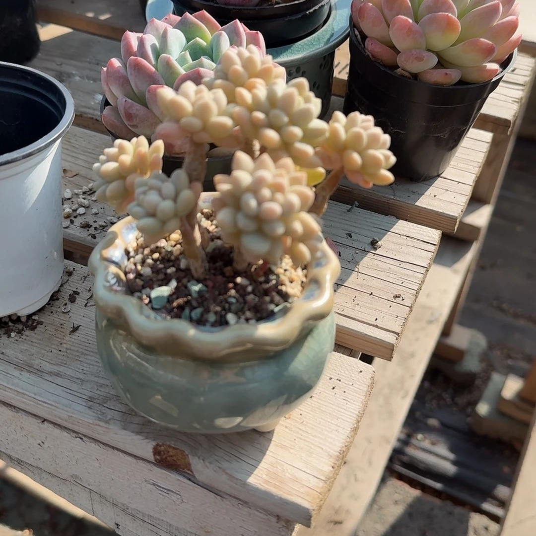 鱼子酱静控带盆多肉植物