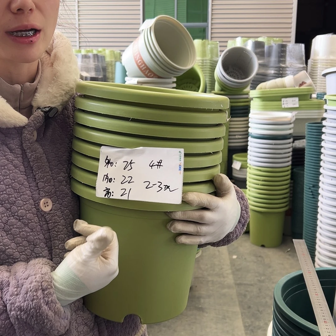 四季盆4#果绿8个无托