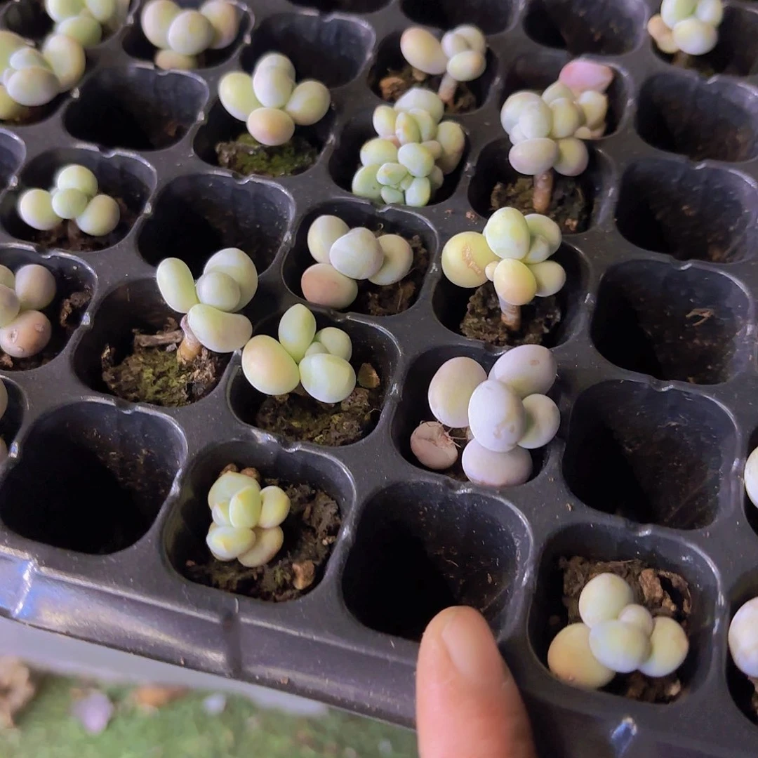 实生奶酪一颗量拍111