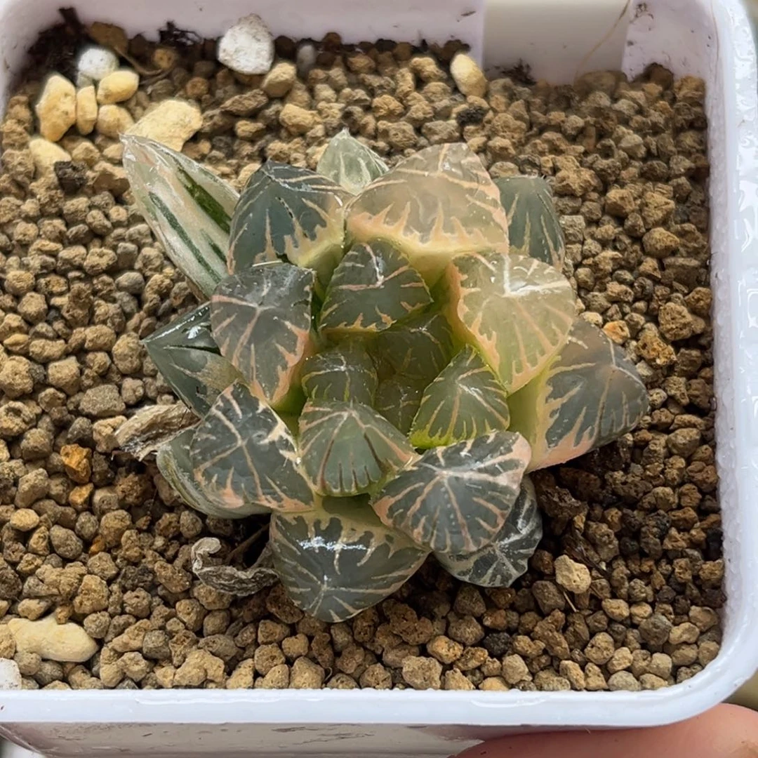 39糊斑龙爪玉露锦福利专场