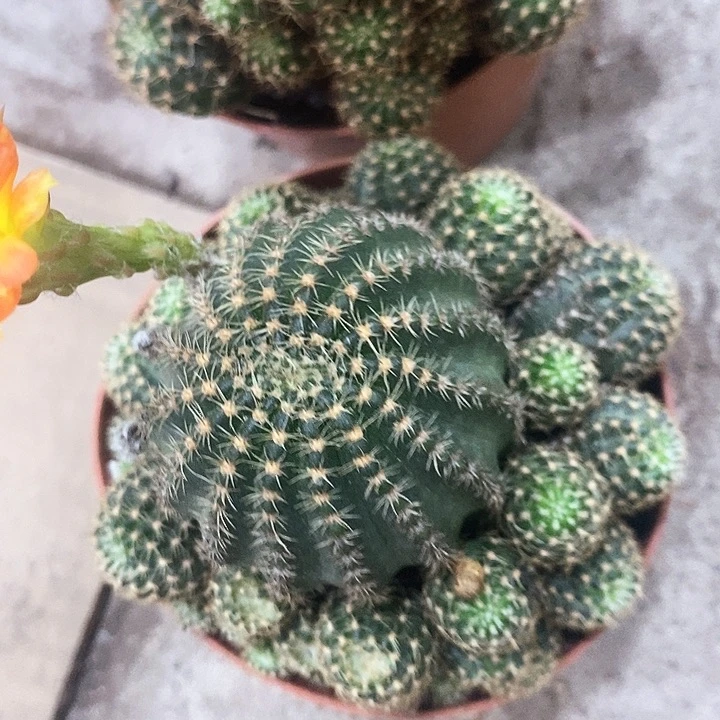 多色丽花，3689000