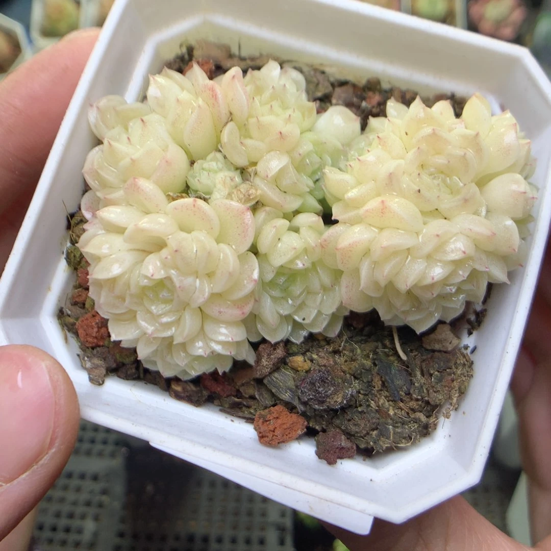 F79y y y y y y y g g g y