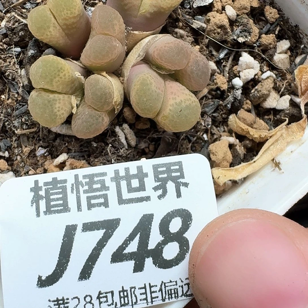 多肉植物的润泽额f g