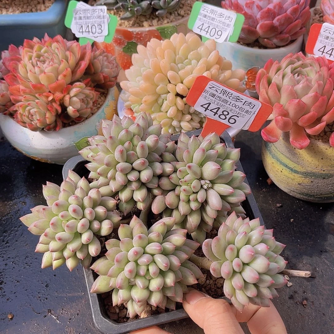 4486岩字美人多肉植物