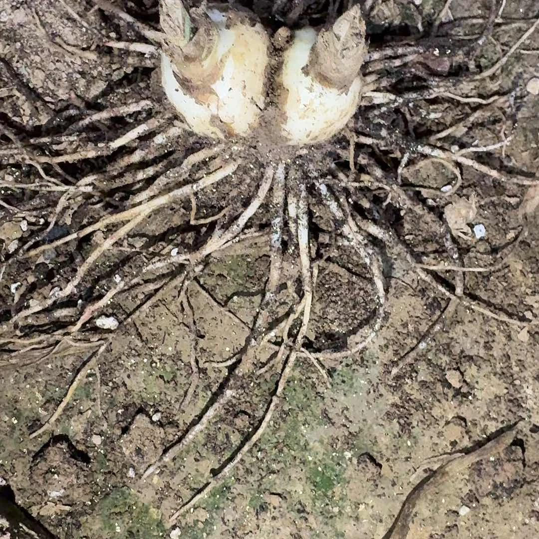 舞月双胞胎裸根一棵