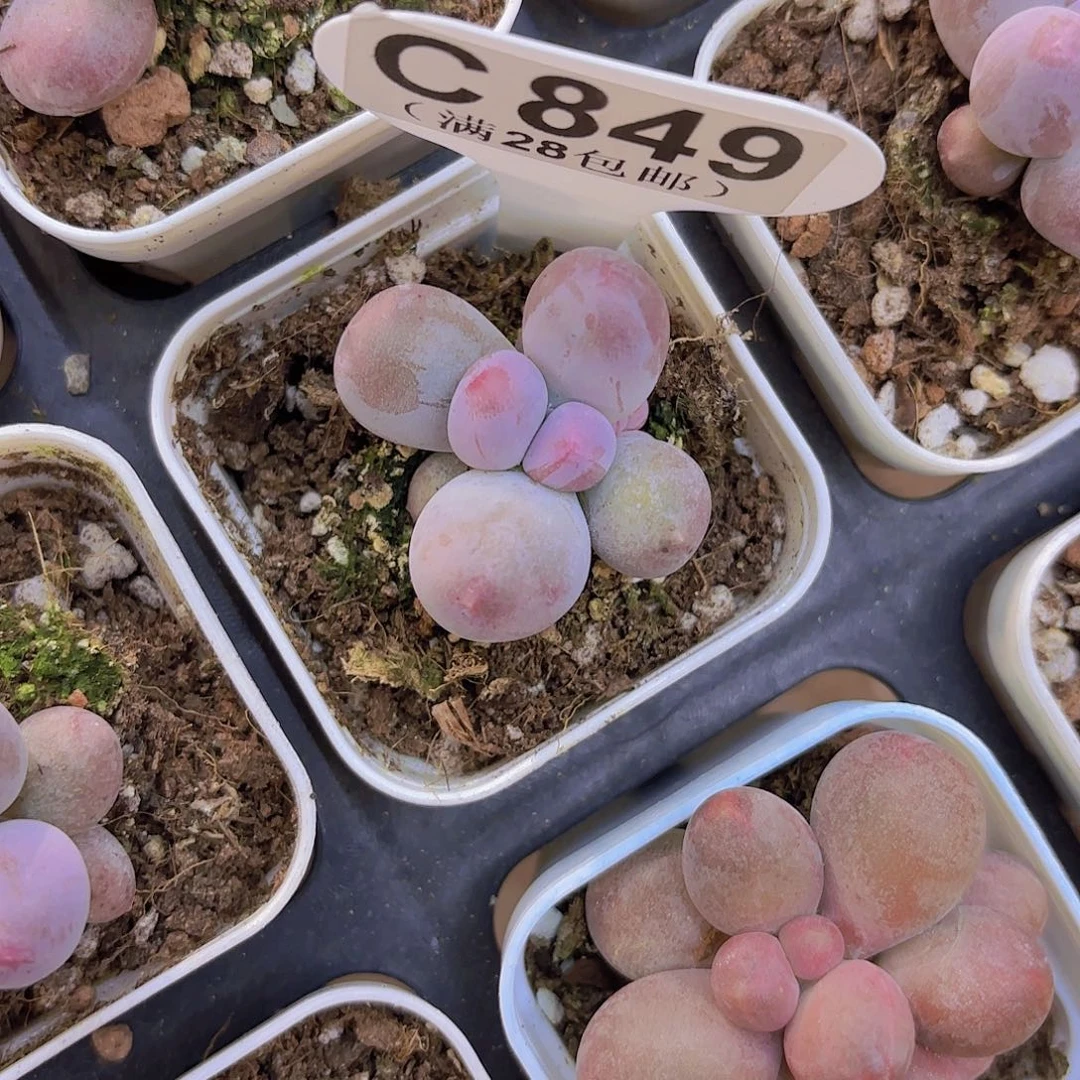 C849Mike奶一物一拍