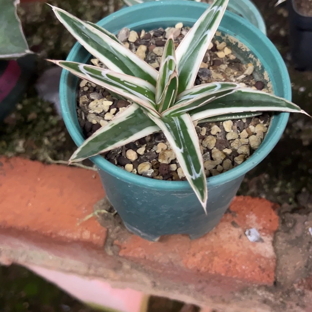 冰山锦龙舌兰植物