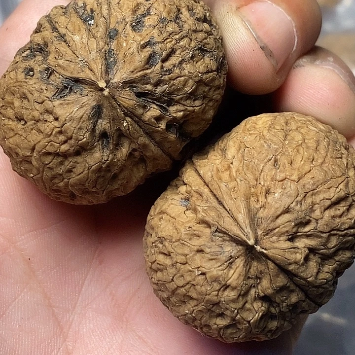 文玩核桃把件云南铁核桃B65