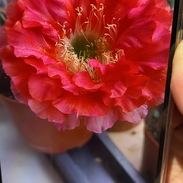 香香红180号侧芽3公分左右