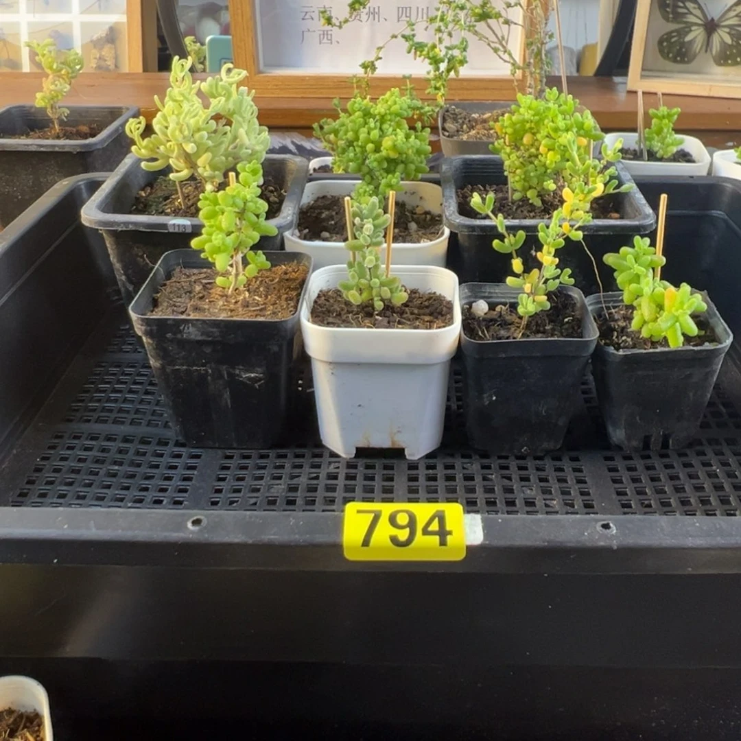 枝干番杏多肉植物794
