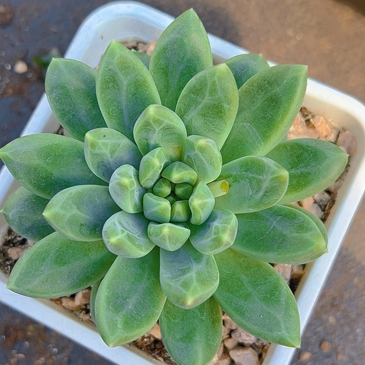 美人系列多一物一拍大单头