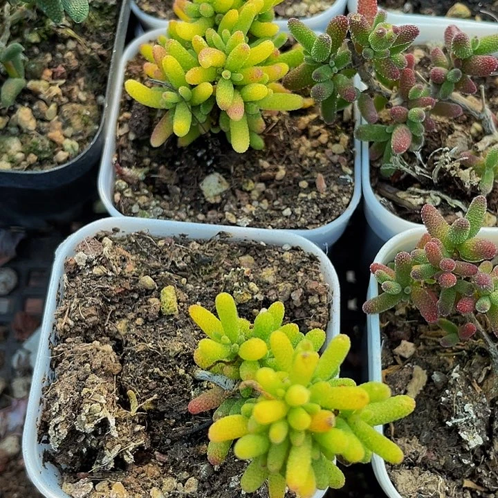 锦锦锦糖球锦带盆