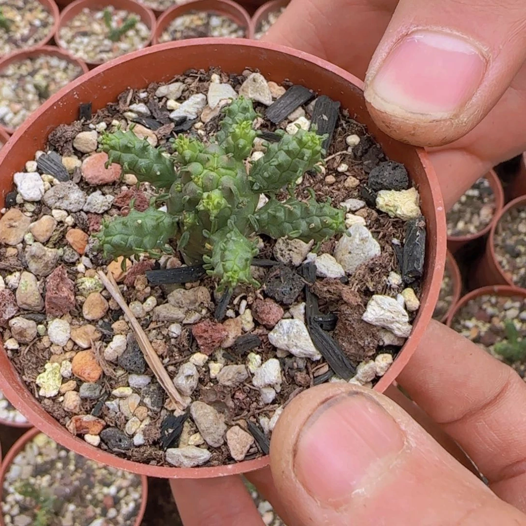G块根植物块根植物