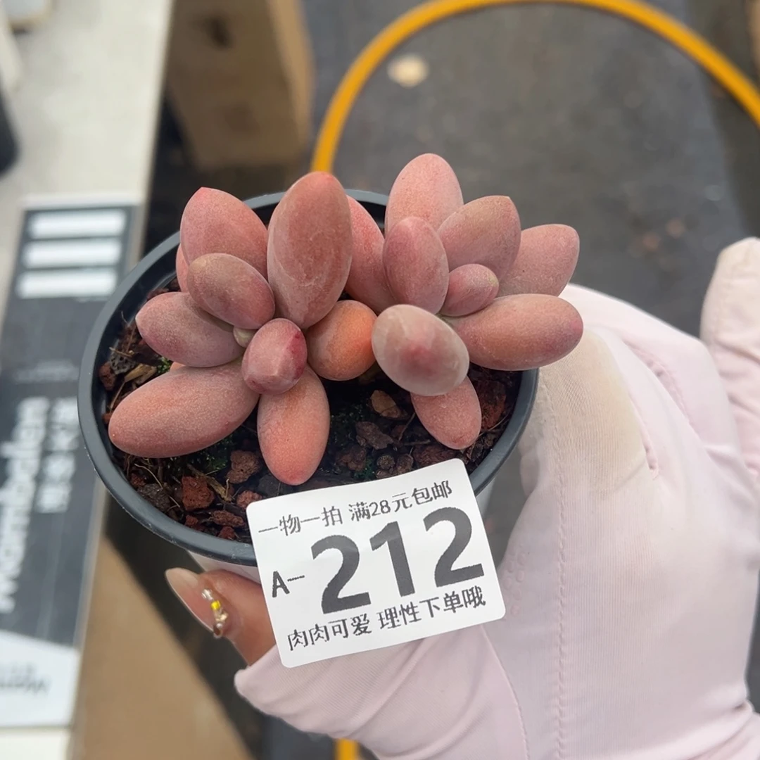 糖果美人多肉多肉多肉