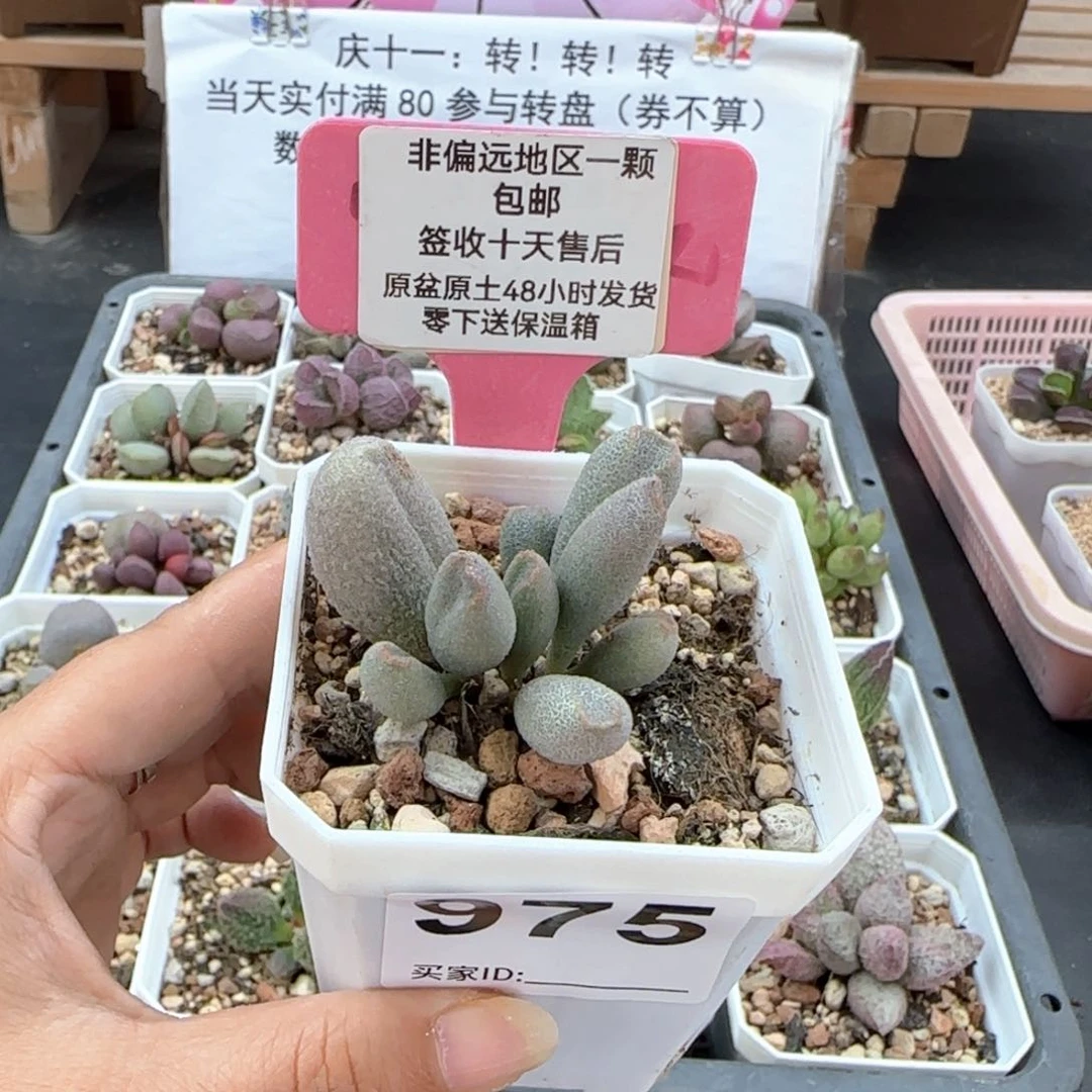 975冰晶哈密瓜微瑕