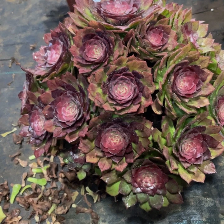 天**财844桃花石