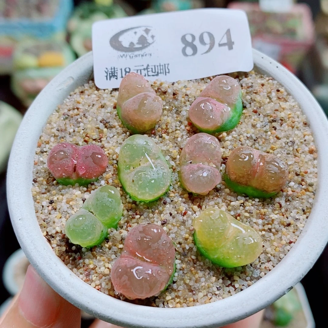 生石花花花花花花花894
