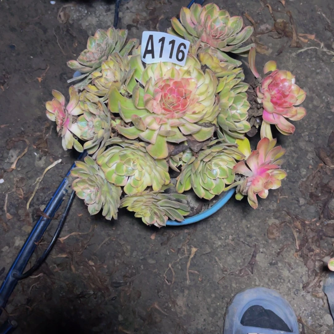 七彩万圣节16–23包邮