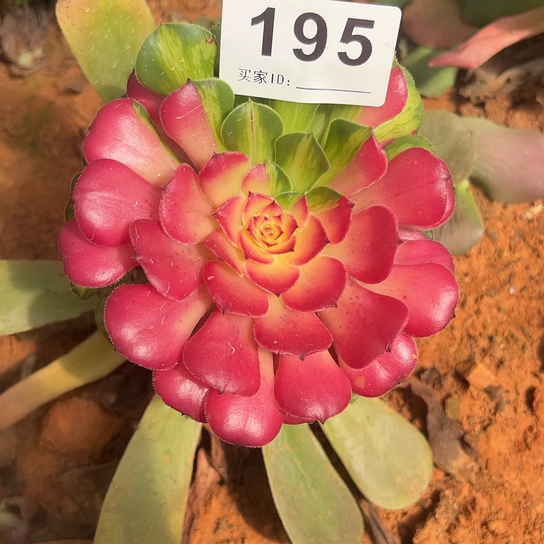 精品多肉植物195知否嫁接