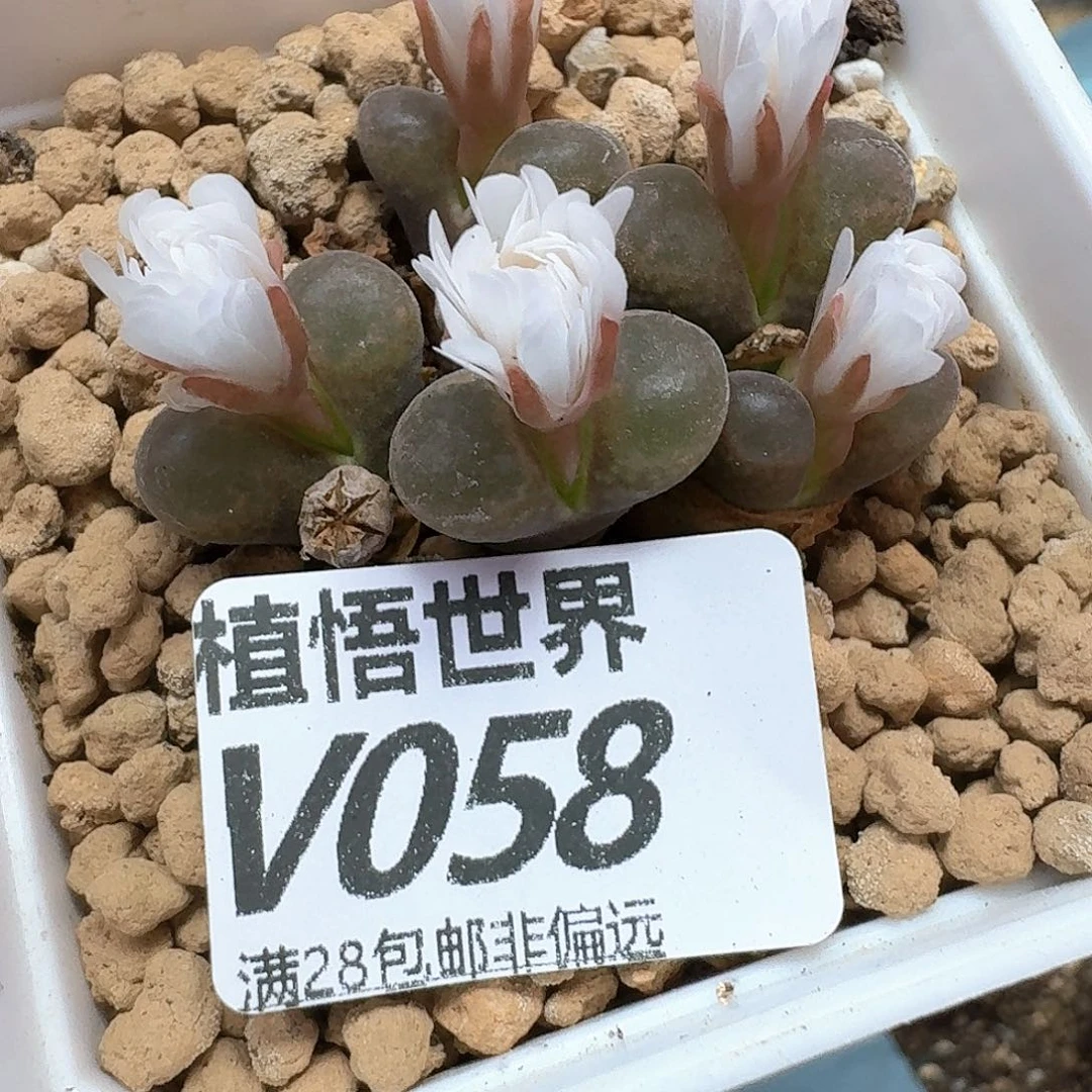 多肉植物的润泽rgb