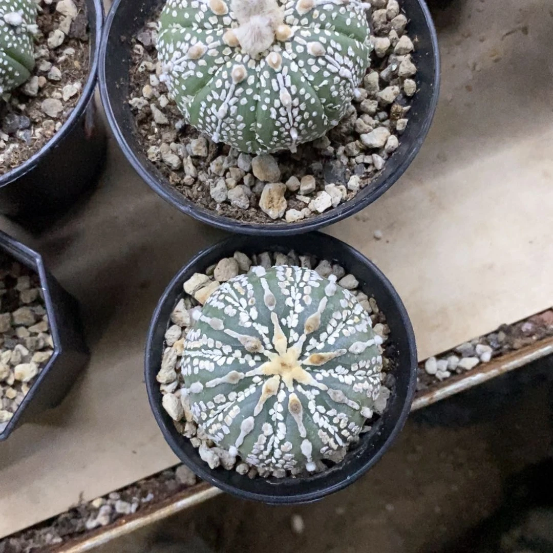 国***L仙人球的世界里有