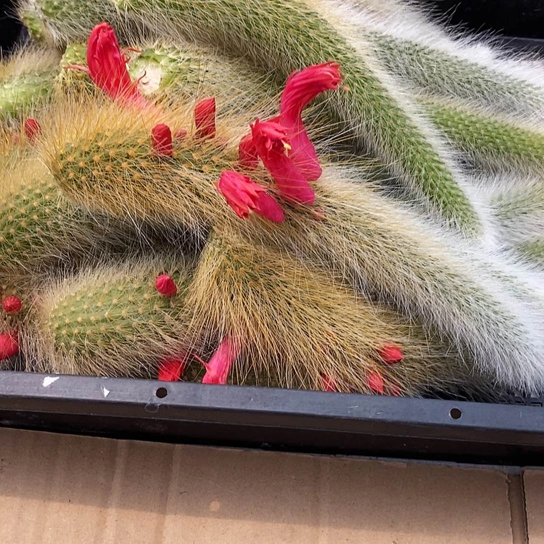 长白毛九尾狐枝条18公分 发3个