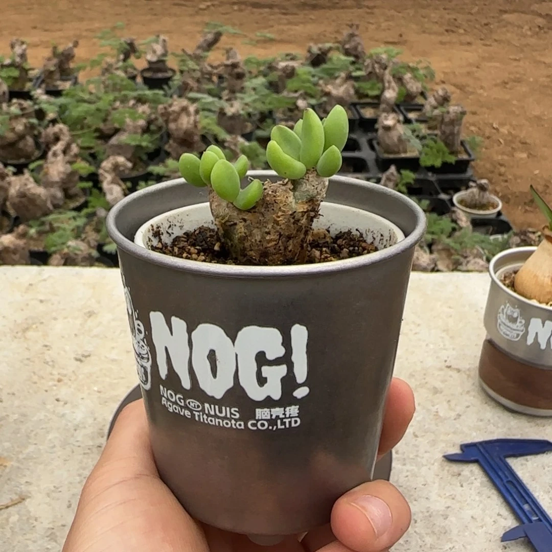 48钢丝万物想块根植物