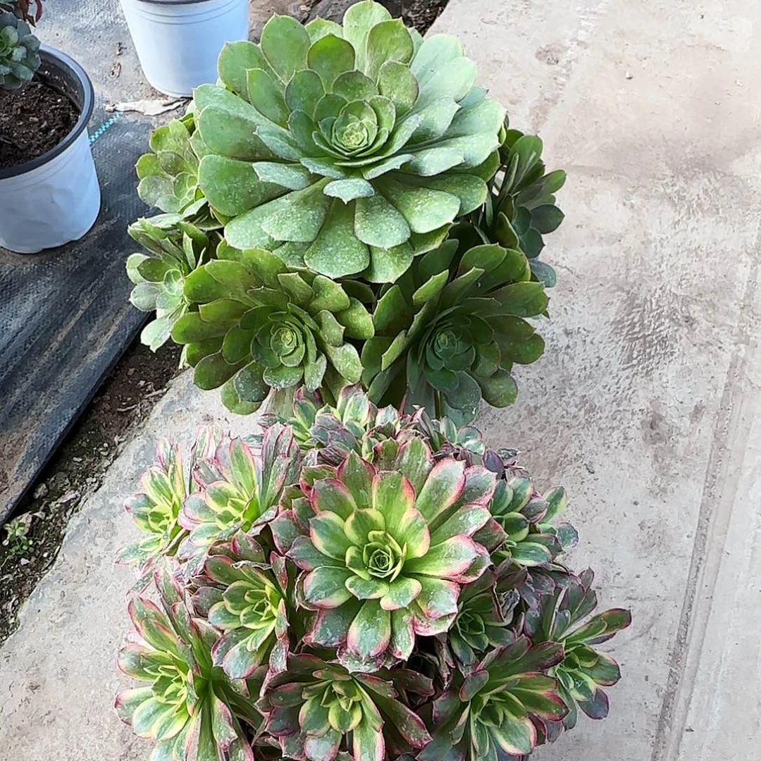 万圣节，安娜大手捧裸根发货