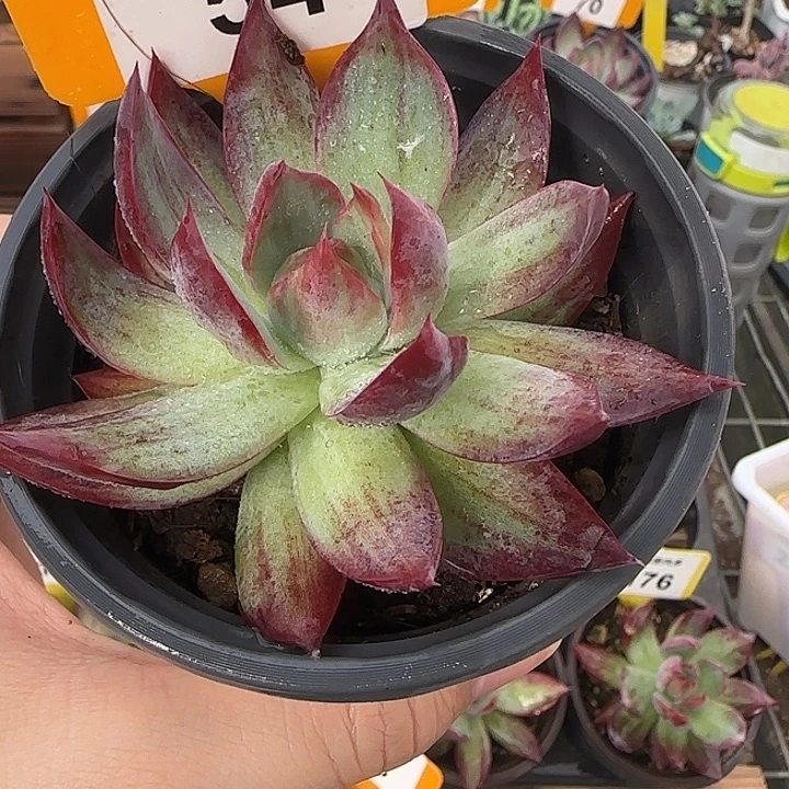 54 惊鸿仙子多肉植物