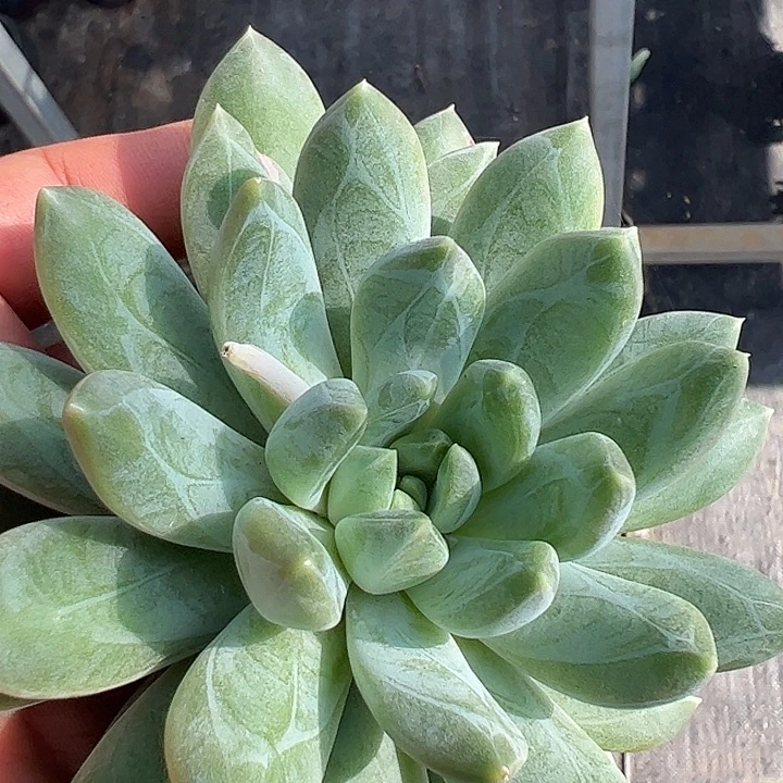 暗纹美人大单头1111