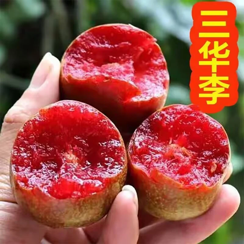 蜂糖李子树苗嫁接特大晚熟脱骨青脆李子果树苗三华李耐寒南北方种