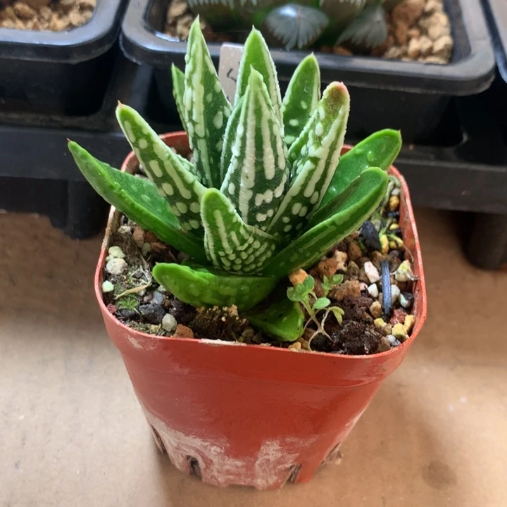 C****天使之泪一物一拍