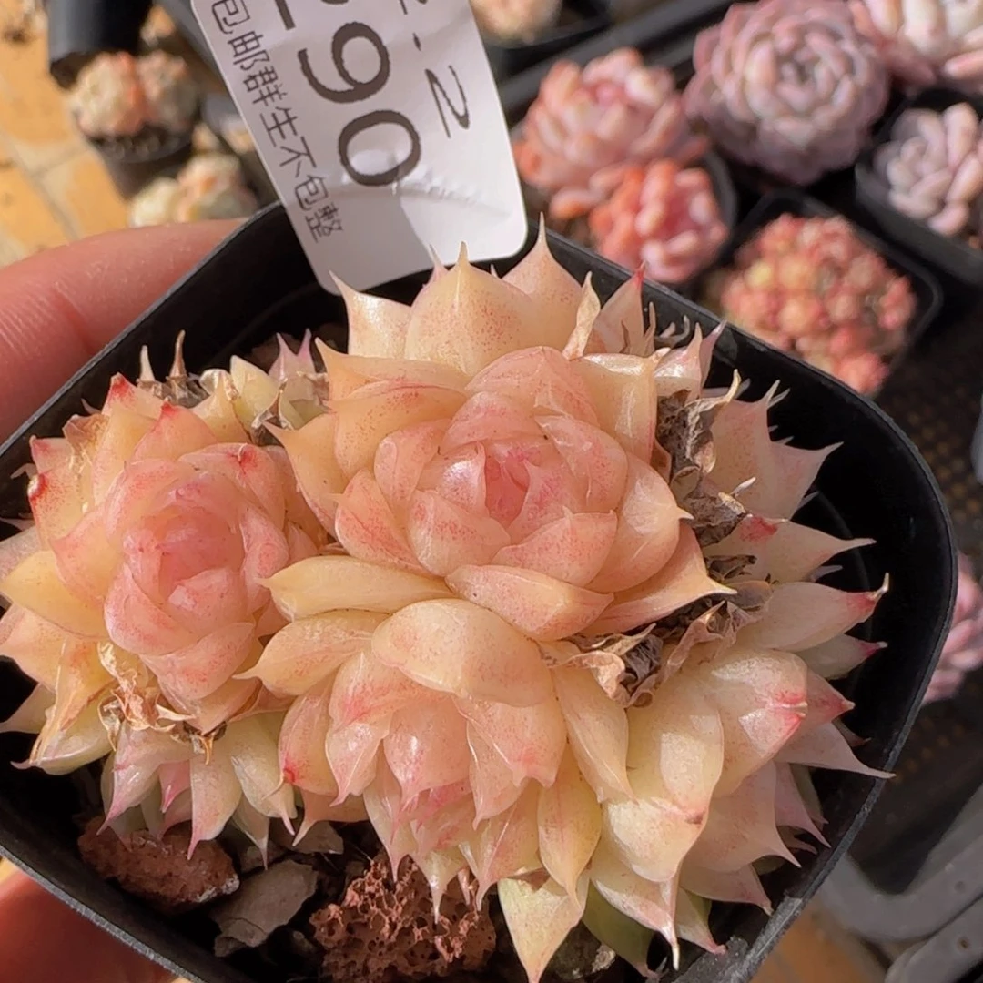 麦秆群一颗脱土发货