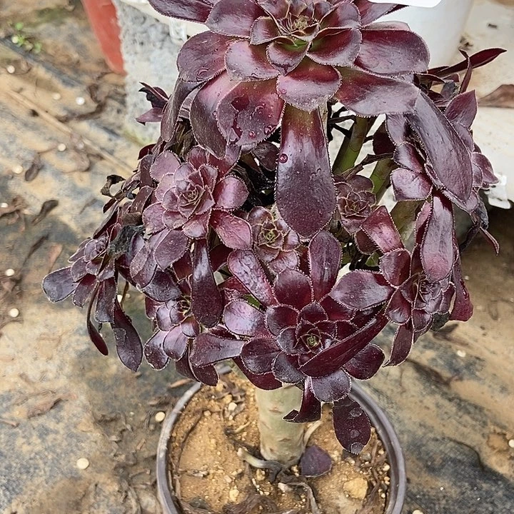 魔法师多肉植物20多肉不包断裸根不包断
