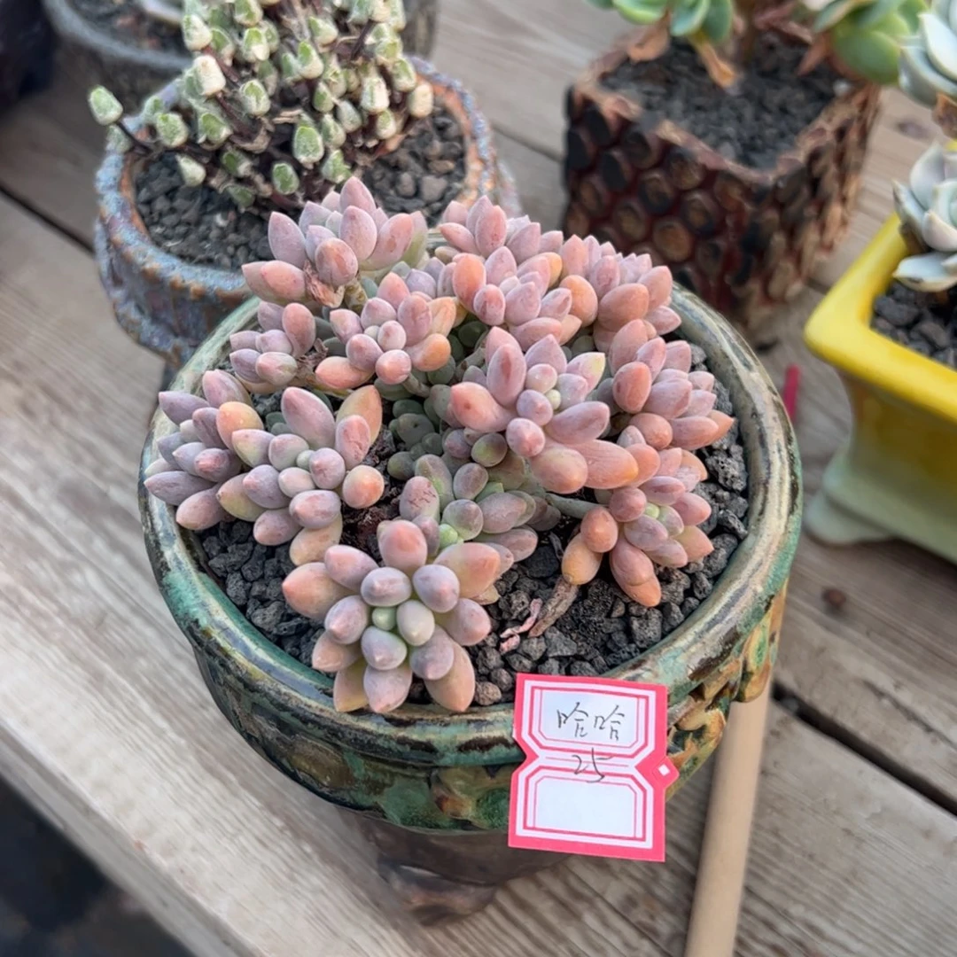 多肉植物多肉植物