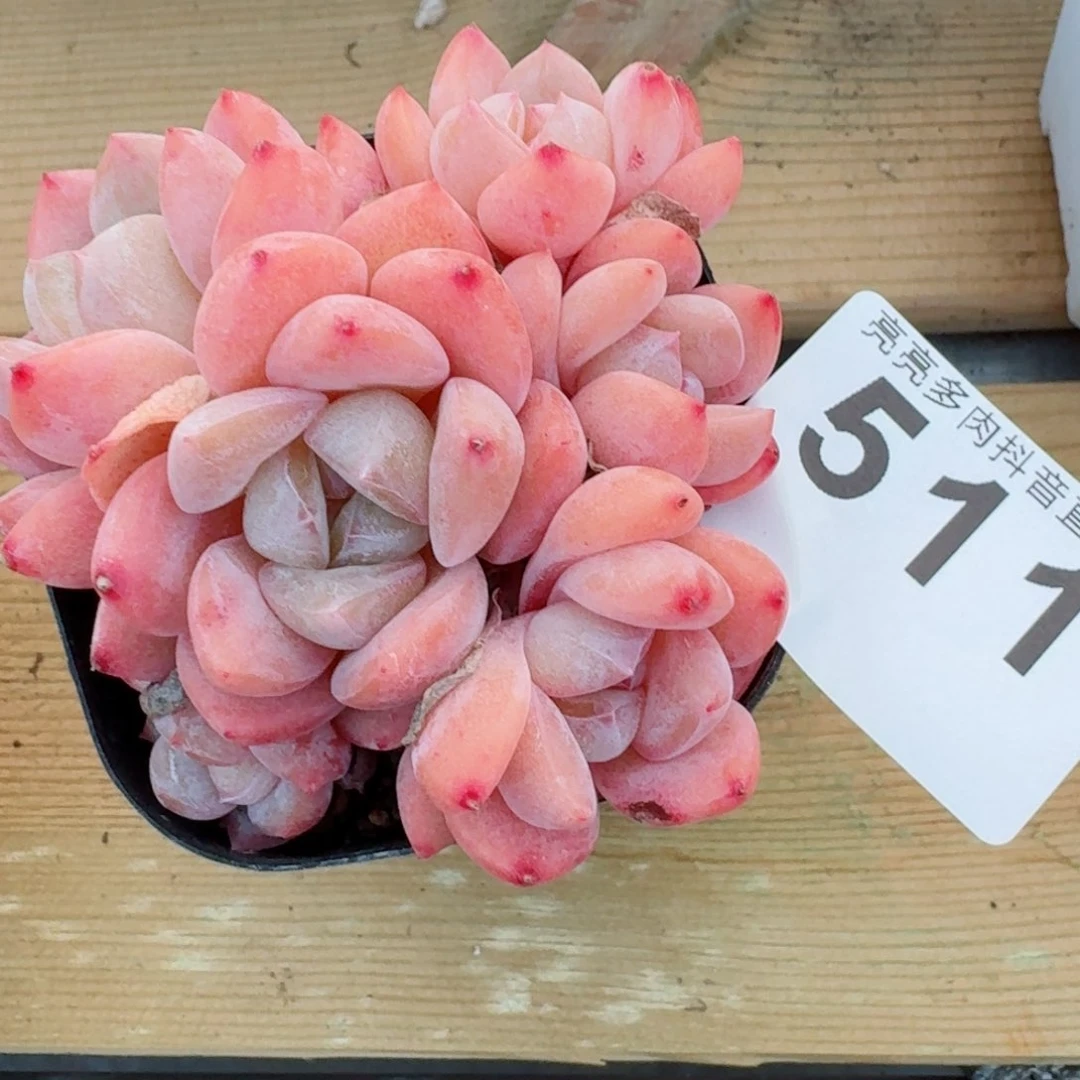 果奶群生         精品多肉