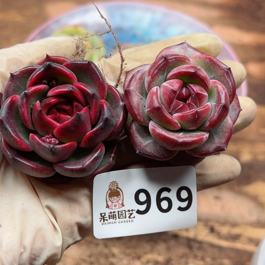 ?****多肉植物多肉植物