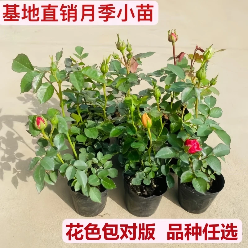 月季花苗四季带花苞特大花卉爬藤小苗室内外阳台盆栽开花蔷薇玫瑰