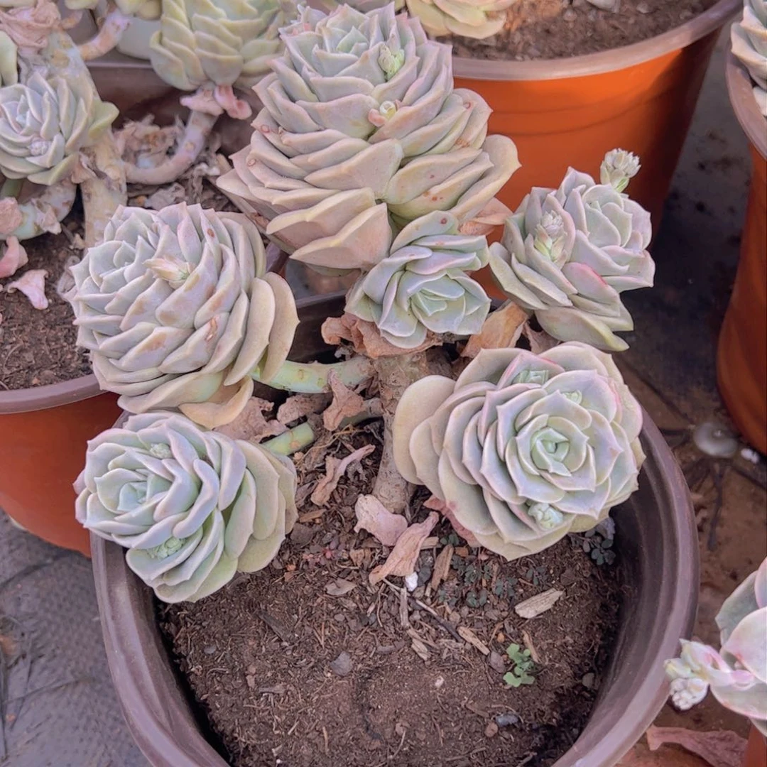 可爱玫瑰六头起发整桩