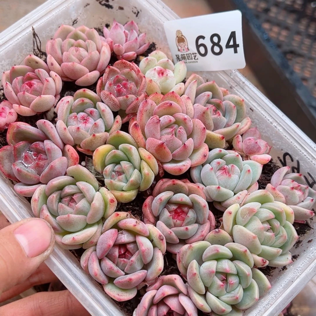 多肉植物多肉植物