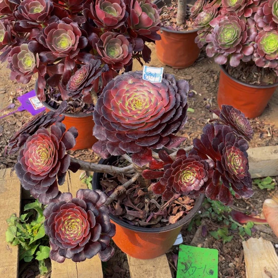 毕****雅小型有疤804鲜花老桩