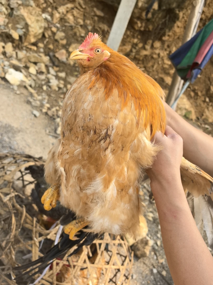 农村散养阉鸡，鸡龄1年，重量5左右斤（毛重）。