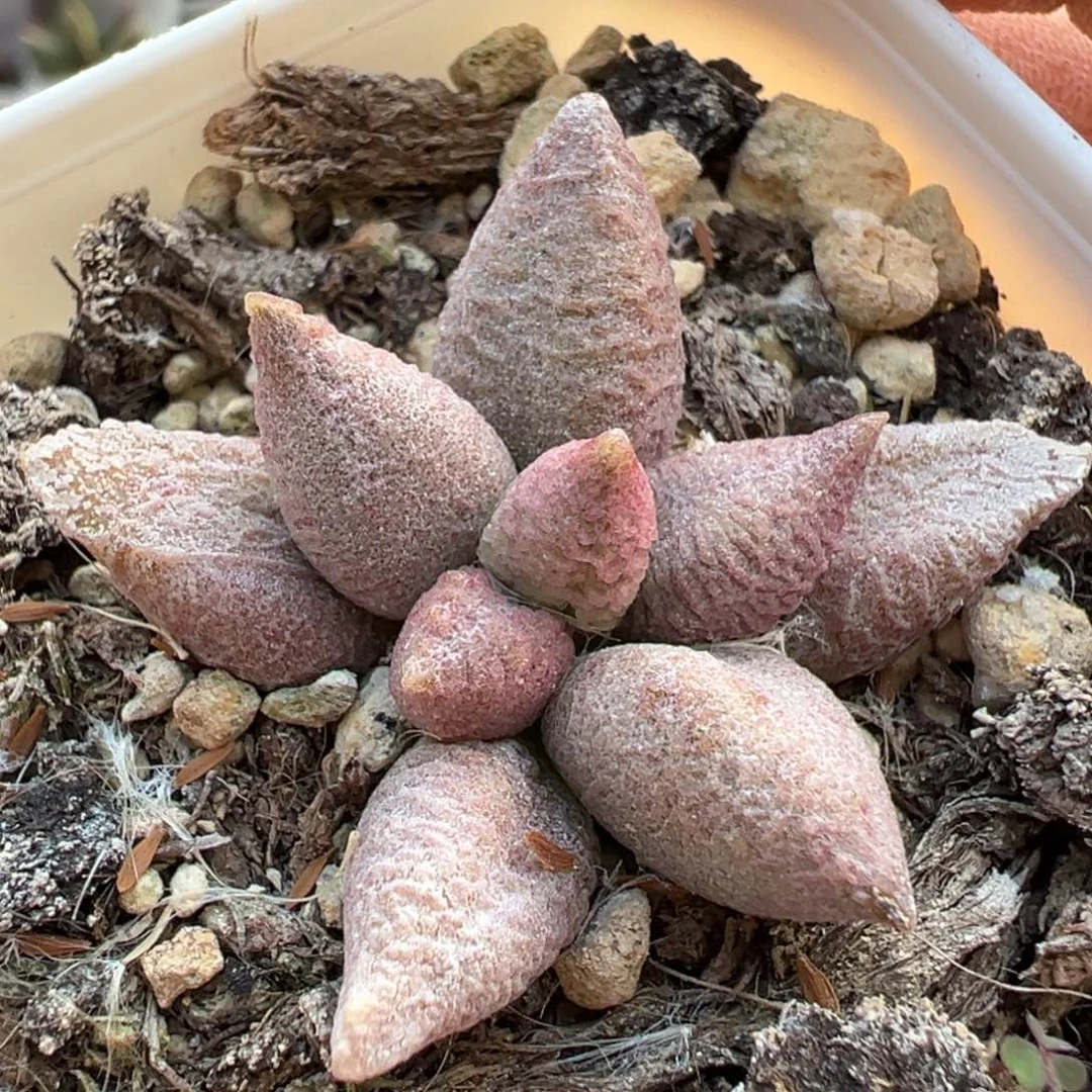 融化纹冰淇淋水泡多肉植物