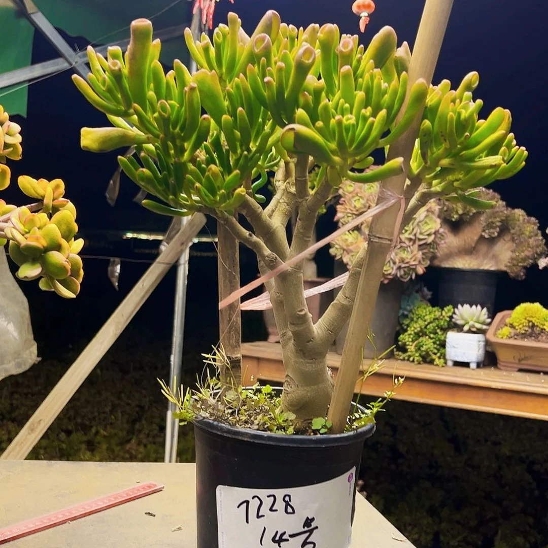 14号吸财树不带盆