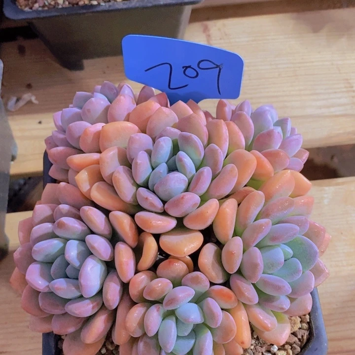 这么多都在一起吃